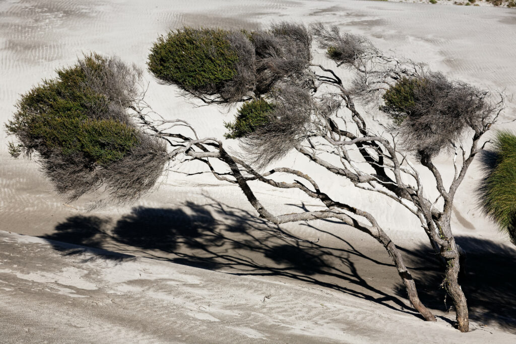 Manuka trees bent by the wind on New Zealand's west coast